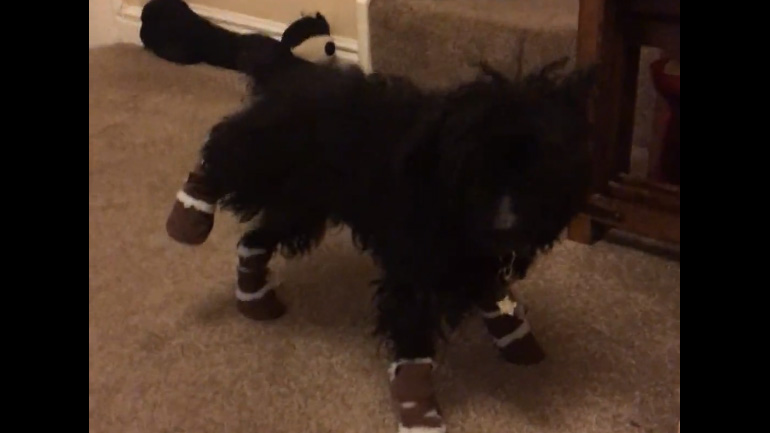 Η σκυλίτσα απεχθάνεται τα νέα μποτάκια της