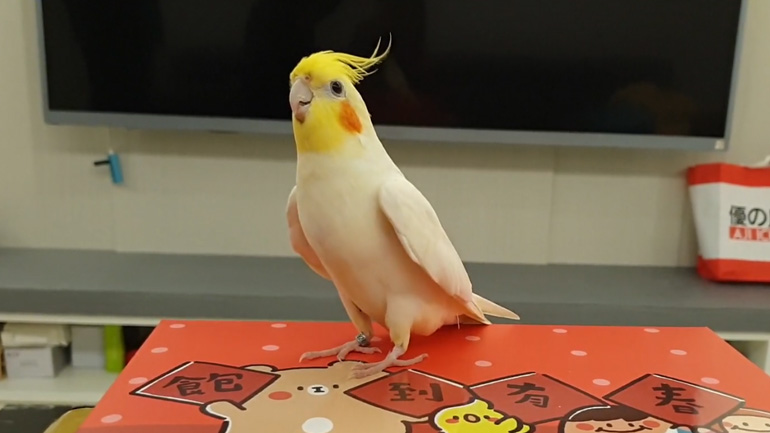 Ο χορός του Κοκατίλ