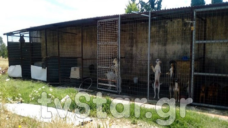 Ερέτρια: Aδέσποτα σε κλουβιά “λιώνουν” κάτω από υψηλές θερμοκρασίες Ερέτρια: Aδέσποτα σε κλουβιά “λιώνουν” κάτω από υψηλές θερμοκρασίες