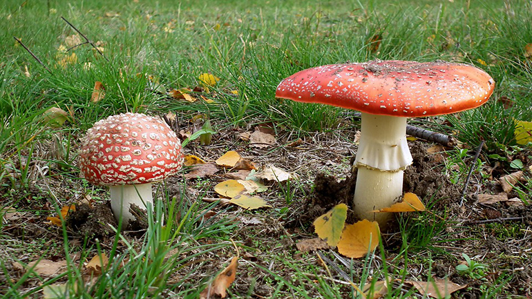 Φλώρινα: Σε κρίσιμη κατάσταση μαθητής από κατανάλωση δηλητηριωδών μανιταριών