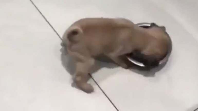 Κουτάβι τρώει το πρωινό του