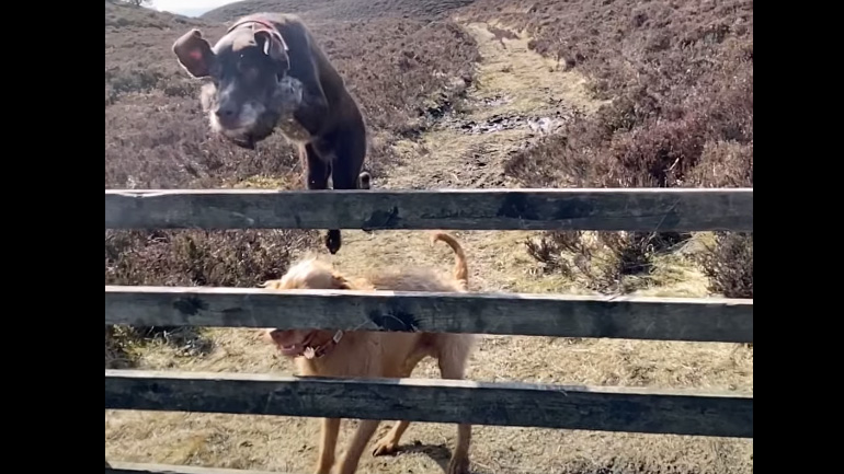 Σκύλοι περνούν έναν φράχτη