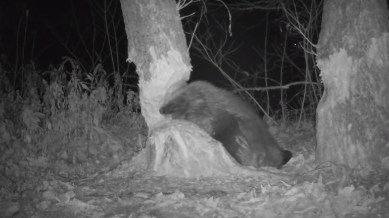 Κάστορας κόβει ένα δέντρο