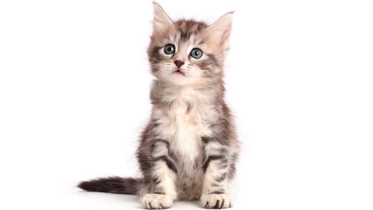 Timelapse με την ανάπτυξη μιας γάτας