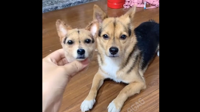 Έφτιαξε ομοίωμα του σκύλου του με… τρίχες