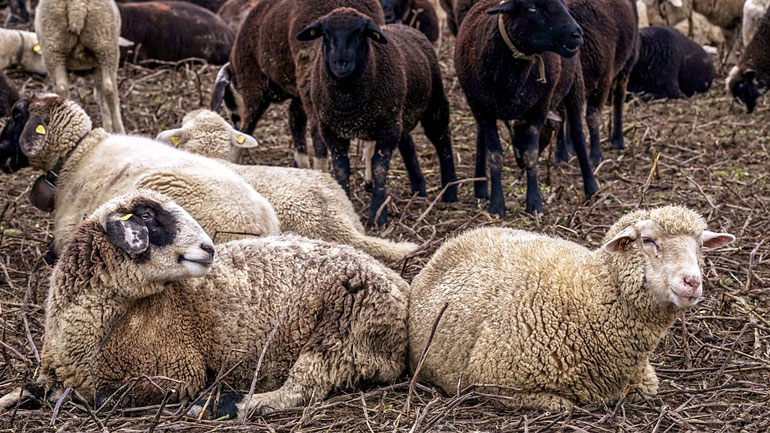 Συναγερμός στο Κιλκίς λόγω καταρροϊκού πυρετού