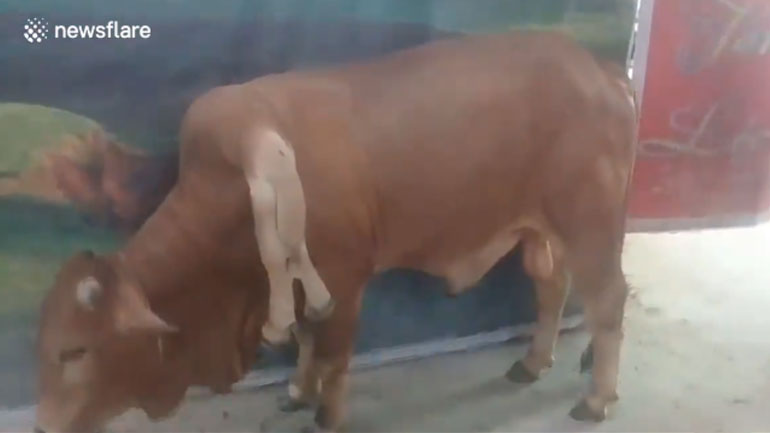 Απίστευτο: Αγελάδα γεννήθηκε με… έξι πόδια