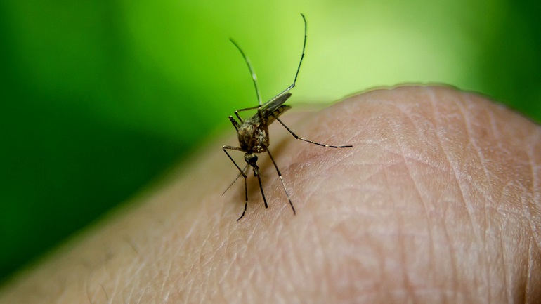 Νέο κρούσμα ιού του Δυτικού Νείλου στις Σέρρες