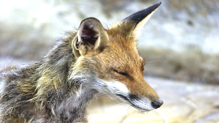 Τρίκαλα: Αλεπού δάγκωσε νεαρό -Του χορηγήθηκε αντιλυσσικός ορός