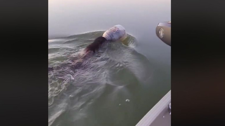 Οικογένεια σώζει αρκουδάκι