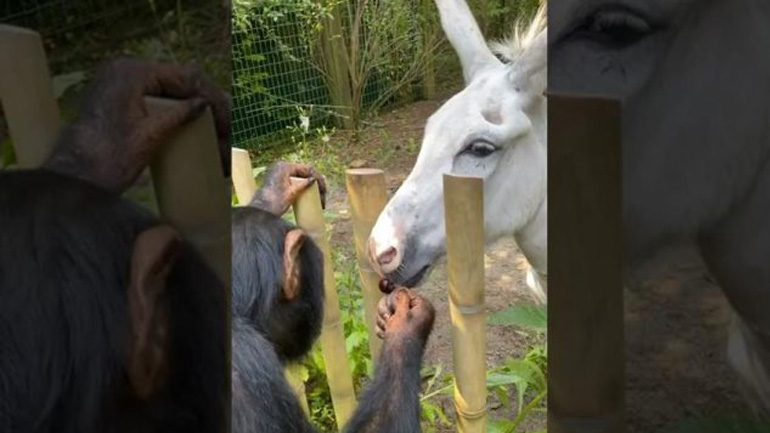 Χιμπατζής προσφέρει ένα κεράσι σε έναν γάιδαρο