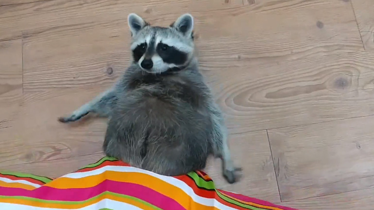 Χοντρό ρακούν σφήνωσε στο παιχνίδι