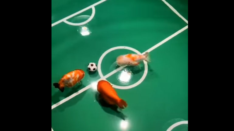 Ψάρια παίζουν ποδόσφαιρο