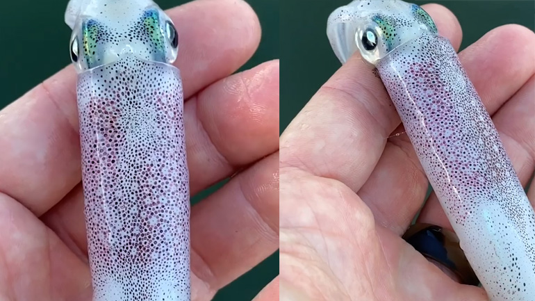 Kαλαμάρι αλλάζει χρώμα