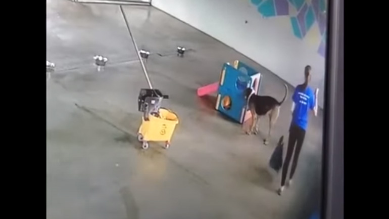 Ένας σκύλος σέβεται τη δουλειά ενός φροντιστή