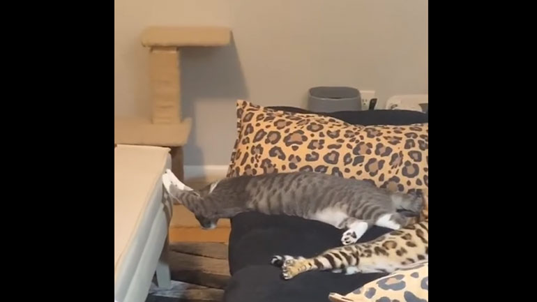 Γάτα κοιμάται στην πιο… λάθος στάση