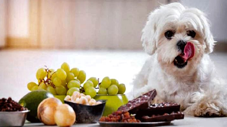 Βλαβερές τροφές για τους τετράποδους φίλους μας