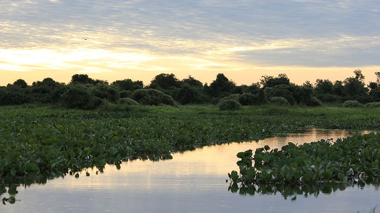 Βραζιλία: Ρεκόρ πυρκαγιών καταγράφηκε τον Ιούλιο στον υδροβιότοπο Παντανάλ
