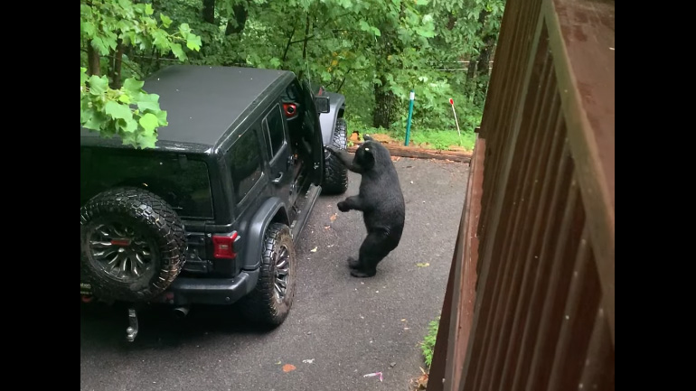 Η αρκούδα ήθελε να μπει στο αυτοκίνητο