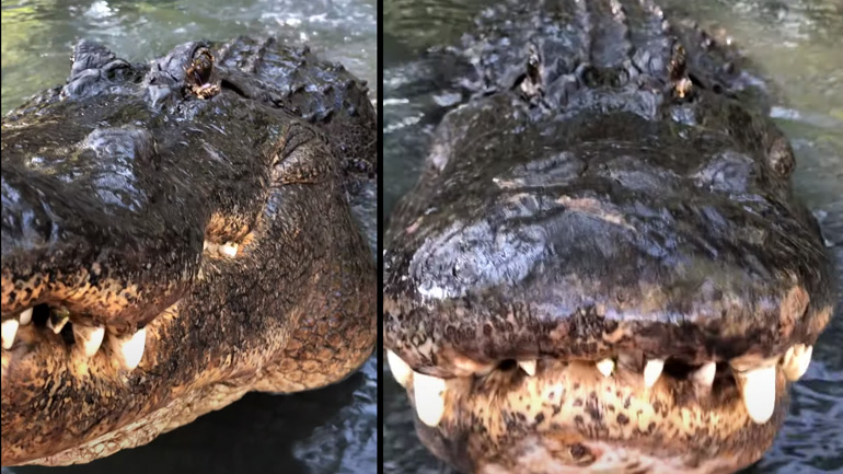 Ο βρυχηθμός του αλιγάτορα