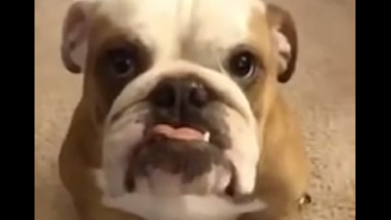 Σκύλος και αφεντικό συμφώνησαν