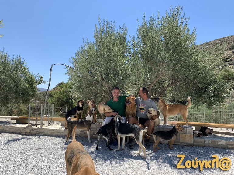 Από κακοποιημένα -και άρα επιθετικά- ζώα, μετά τις φροντίδες του Τάκη, τα σκυλιά έχουν γίνει φιλικά και... κατοικίδια, έτοιμα προς υιοθεσία!