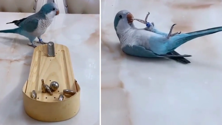 Το παπαγαλάκι με τα παιχνίδια του