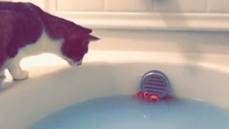 Η φοβιτσιάρα γάτα