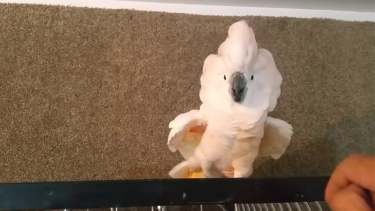 Ο παπαγάλος τα πήρε στο κρανίο με τον ιδιοκτήτη του