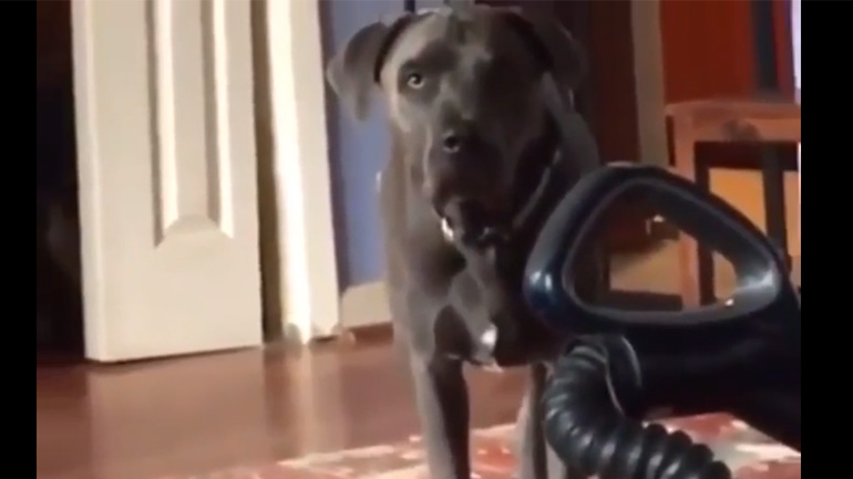 Πώς περιορίζεται ένας σκύλος