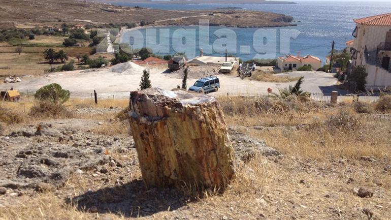 Περιήγηση και επιστημονική ενημέρωση στο Απολιθωμένο Δάσος της Μυτιλήνης
