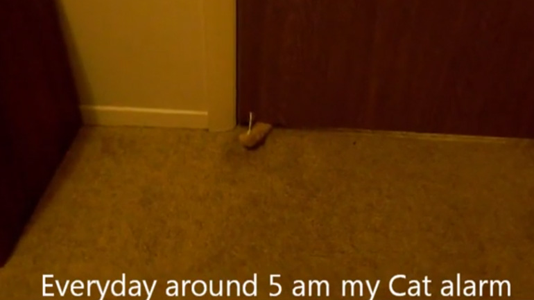 H γάτα-ξυπνητήρι