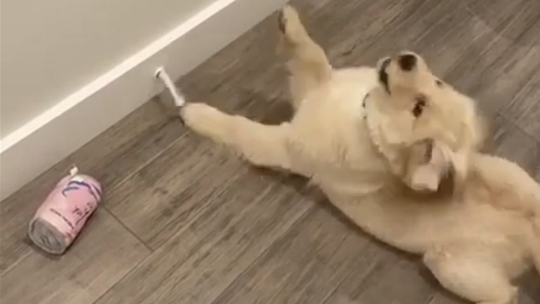 Σκύλος παίζει με το στοπ της πόρτας