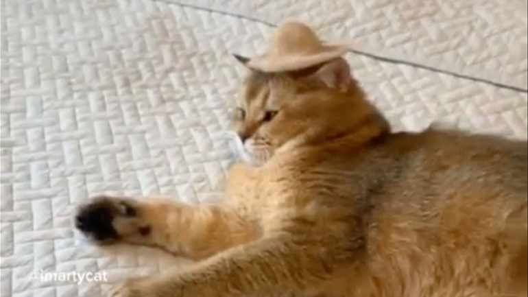 Ένα μεξικάνικο καπέλο για τη γάτα σας