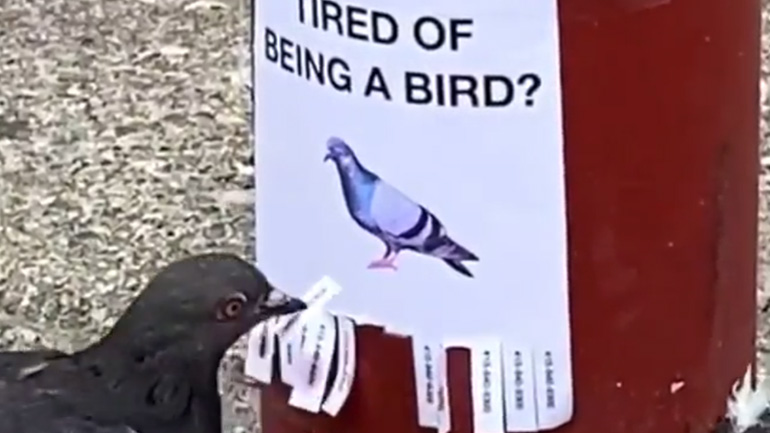Κουράστηκες να είσαι πουλί;