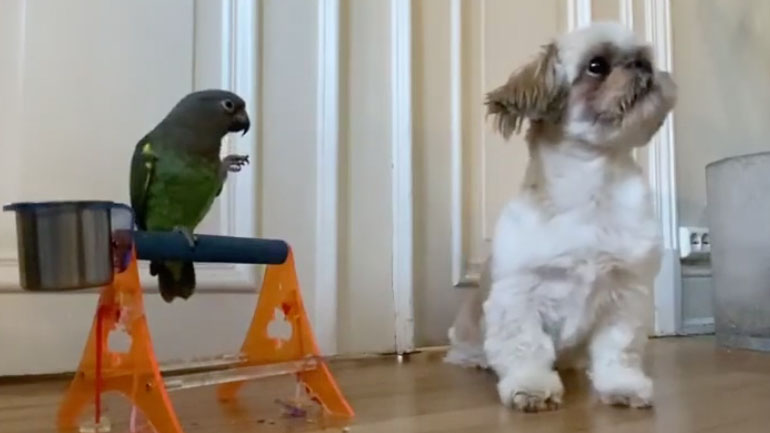 Παπαγάλος και σκύλος εκτελούν κόλπα
