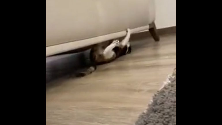 Η γάτα αναρριχητής