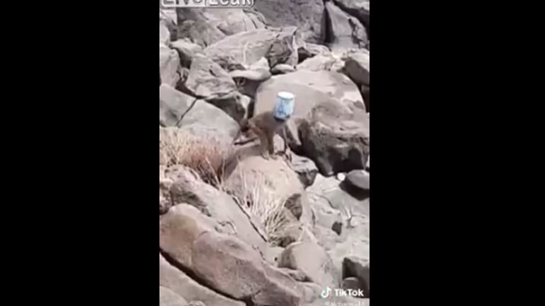 Αυτή η μαϊμού έχει σοβαρό πρόβλημα