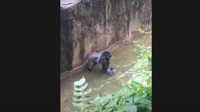 Θρίλερ σε ζωολογικό κήπο: Τετράχρονος σε κλουβί… γορίλα