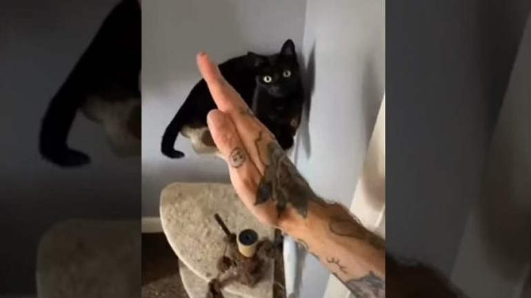 Η γάτα Μάστερ του Κουνγκ Φου