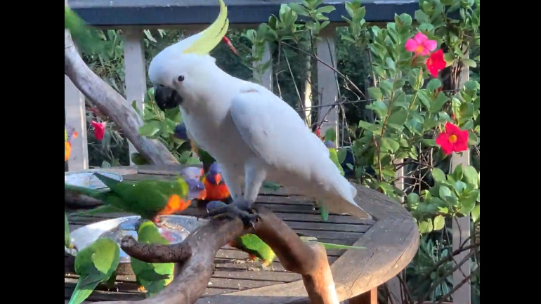 Ο μονοφαγάς παπαγάλος