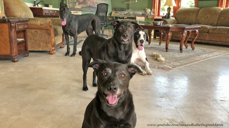 Σκύλοι ποζάρουν για μια φωτογραφία