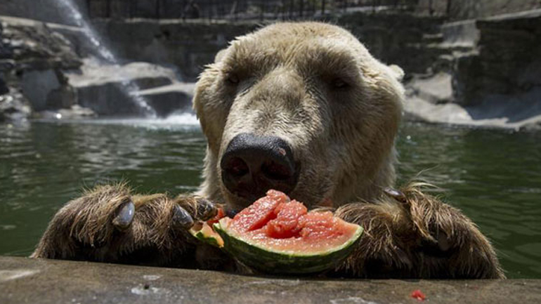 «Tα ζώα υποφέρουν επίσης από τη ζέστη που επικρατεί»