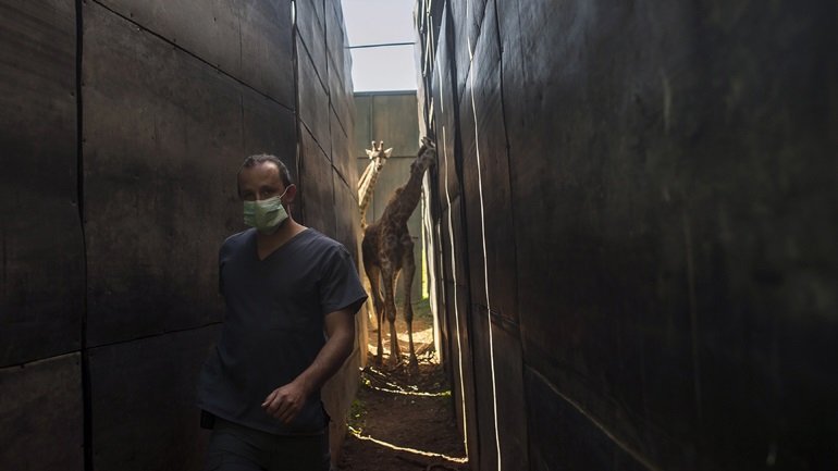 Covid-19: Απειλούνται με χρεοκοπία οι ζωολογικοί κήποι στην Ευρώπη