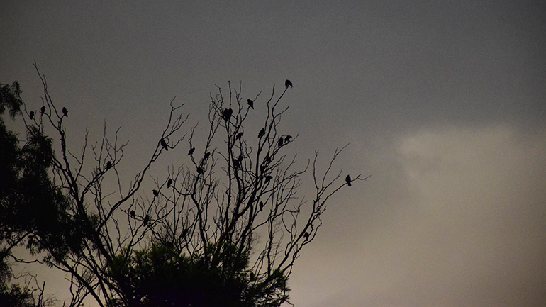 Λαγκαδάς: Μεγάλες οι ζημιές σε γεωργία και κτηνοτροφία από την κακοκαιρία “Θάλεια”
