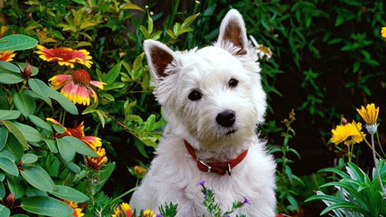 Αυτά τα φυτά είναι επικίνδυνα για το κατοικίδιό σας