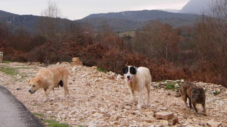 Επίθεση από αδέσποτα τσοπανόσκυλα δέχτηκαν περιηγητές στην ορεινή Αιτωλοακαρνανία
