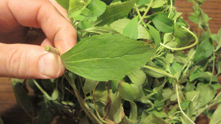 Το 2023 η λειτουργία του πρώτου εργοστασίου εκχύλισης στέβιας στην Ελλάδα