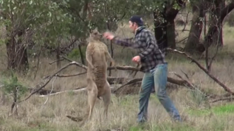 Έριξε γροθιά σε… καγκουρό για να σώσει τον σκύλο του