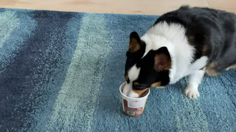 Όταν ένας σκύλος δεν θέλει να μοιραστεί το… παγωτό του